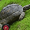 Cool Pictures - Turtle With Wheels