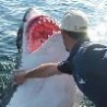 Funny Animals - Guy Petting Shark
