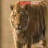 WTF Links - Live Cows Fed To Tigers