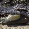 Funny Animals - Pet Crocodile