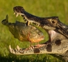 Cool Links - Gator Eating a Fish