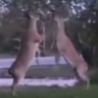 Funny Links - Deer Fight Club