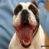Cool Links -  Puppy Laughing At You