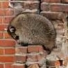 Funny Animals - Raccoon In Danger