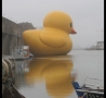 Funny Pictures - Giant Rubber Ducky