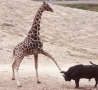 Funny Animals - Giraffe Kick to the Head