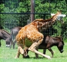 Funny Animals - Giraffe Rapes Donkey