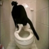Funny Links - Cat Uses Toilet