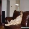 Funny Animals - Couch Dog