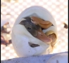 Cool Links - Hatching Duck