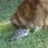 Cool Links - Tortoise Fights Cats