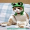 Funny Animals - Cat Frog Costume