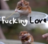 Funny Animals - I Love Sweeping