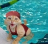 Funny Animals - I Lurve Swimming!