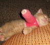 Funny Animals - Injured Kitty