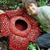 Weird Funny Pictures - Worlds Strangest Plants
