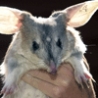 Funny Animals - Australian Rabbits