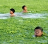 Funny Links - Lake Weed Swimmer