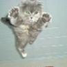 Funny Animals - Kitten Leap of Faith