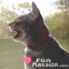 WTF Links - Barking Cat Video
