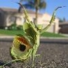 Funny Animals - Dancing Mantis