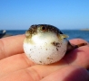 Cool Pictures - Mini Blowfish