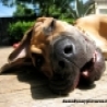 Funny Animals - Great Dane Doggy