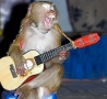 Funny Animals - Monkey Guitar Hero