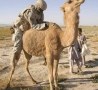 Funny Pictures - "Mounting" a Camel