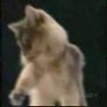 Funny Links - Cat Flips Out at Cat Show