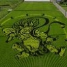 Cool Pictures - Rice Field Art