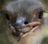 Funny Animals - Ostrich and Turtle