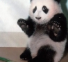 Funny Animals - Panda Scared