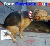 Funny Pictures - Patriotic Duty