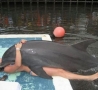 Funny Pictures - Pervy Dolphin