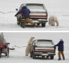 Funny Pictures - Playing Polar