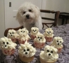 Funny Animals - Puppy Cupcake