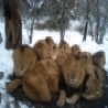Funny Animals - Pride of Lions