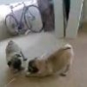 Funny Links - Pug And His Mirror
