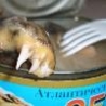 Weird Funny Pictures - Canned Fish
