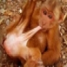 Funny Animals - Genius Monkey