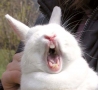 Funny Animals - Rabbit Yawn