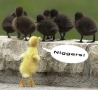 Funny Animals - Racist Chick