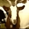 Funny Links - Fainting Goat