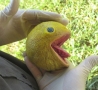 Cool Pictures - Real Life Pacman