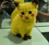 Funny Animals - Real Life Pikachu