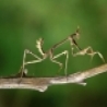 Funny Animals - Twig Or Bug