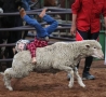 Funny Pictures - SheepKid