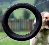 Funny Animals - Smart Dog