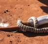 Funny Animals - Snake Eats Giant Lizard